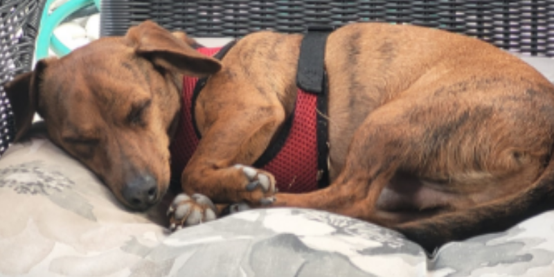 resources, reactive dogs, reactive dog tips, reactive dogs advice, Animal Emergency & Referral Center of Minnesota, pet health, pet safety, Twin Cities veterinary clinic, Twin Cities emergency vet