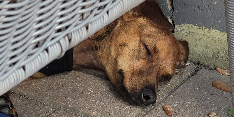 resources, reactive dogs, reactive dog tips, reactive dogs advice, Animal Emergency & Referral Center of Minnesota, pet health, pet safety, Twin Cities veterinary clinic, Twin Cities emergency vet