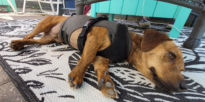 reactive dogs, reactive dog tips, reactive dogs advice, Animal Emergency & Referral Center of Minnesota, pet health, pet safety, Twin Cities veterinary clinic, Twin Cities emergency vet