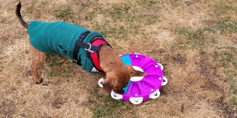 sniffspot, dog puzzle toy, reactive dogs, reactive dog tips, reactive dogs advice, Animal Emergency & Referral Center of Minnesota, pet health, pet safety, Twin Cities veterinary clinic, Twin Cities emergency vet