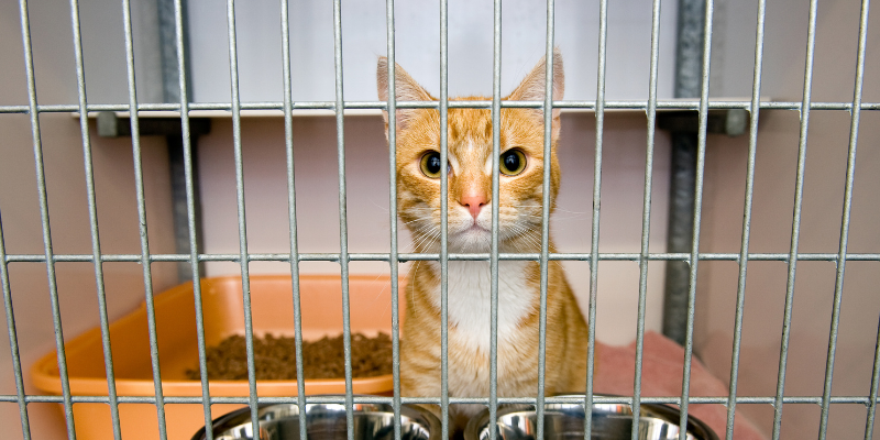 cat, kennel, why are veterinarians so busy, pet health, pet emergency, pet wellness, veterinary, veterinary medicine, veterinary care, veterinarians, pet care, pets, pet owners, Animal Emergency & Referral Center of Minnesota, Twin Cities veterinary, Minnesota veterinary, Twin Cities emergency vet, Saint Paul emergency vet, Oakdale emergency vet