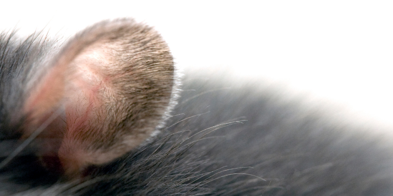 rat ear, head tilts, head tilts in rabbits, head tilts in rodents, pet health, small companion animals, exotic pets, rabbits, rodents, Animal Emergency & Referral Center of Minnesota, Avian and Exotic Medicine Service, Twin Cities veterinary referral center