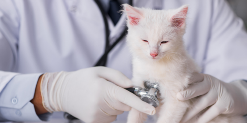 cat, vet exam, stethoscope, why are veterinarians so busy, pet health, pet emergency, pet wellness, veterinary, veterinary medicine, veterinary care, veterinarians, pet care, pets, pet owners, Animal Emergency & Referral Center of Minnesota, Twin Cities veterinary, Minnesota veterinary, Twin Cities emergency vet, Saint Paul emergency vet, Oakdale emergency vet