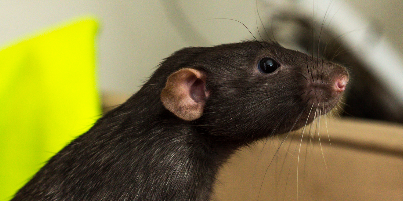 rats, head tilts, head tilts in rabbits, head tilts in rodents, pet health, small companion animals, exotic pets, rabbits, rodents, Animal Emergency & Referral Center of Minnesota, Avian and Exotic Medicine Service, Twin Cities veterinary referral center