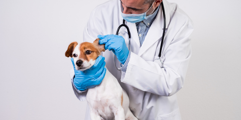 dog, vet, veterinary exam, why are veterinarians so busy, pet health, pet emergency, pet wellness, veterinary, veterinary medicine, veterinary care, veterinarians, pet care, pets, pet owners, Animal Emergency & Referral Center of Minnesota, Twin Cities veterinary, Minnesota veterinary, Twin Cities emergency vet, Saint Paul emergency vet, Oakdale emergency vet