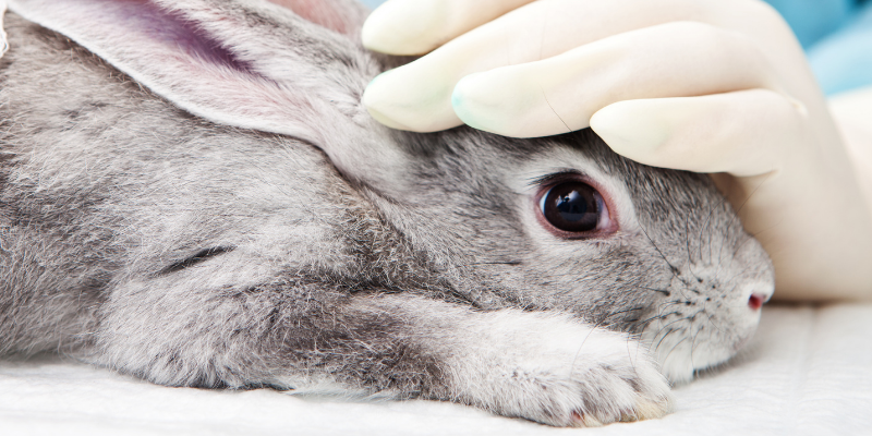 rabbit, veterinary exam, head tilts, head tilts in rabbits, head tilts in rodents, pet health, small companion animals, exotic pets, rabbits, rodents, Animal Emergency & Referral Center of Minnesota, Avian and Exotic Medicine Service, Twin Cities veterinary referral center