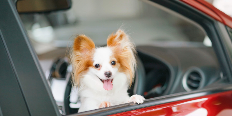 dog, curbside care, car, why are veterinarians so busy, pet health, pet emergency, pet wellness, veterinary, veterinary medicine, veterinary care, veterinarians, pet care, pets, pet owners, Animal Emergency & Referral Center of Minnesota, Twin Cities veterinary, Minnesota veterinary, Twin Cities emergency vet, Saint Paul emergency vet, Oakdale emergency vet