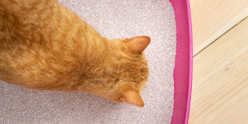 cat, litter box, urinary crystals, cat health, pet health, Animal Emergency & Referral Center of Minnesota, Twin Cities emergency vet, Saint Paul emergency vet, Oakdale emergency vet