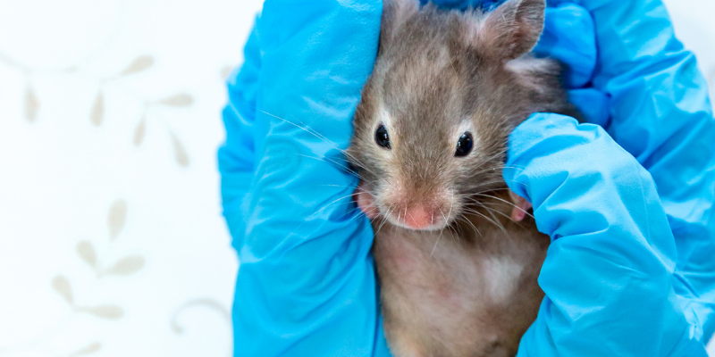 mouse, gloved hand, head tilts, head tilts in rabbits, head tilts in rodents, pet health, small companion animals, exotic pets, rabbits, rodents, Animal Emergency & Referral Center of Minnesota, Avian and Exotic Medicine Service, Twin Cities veterinary referral center