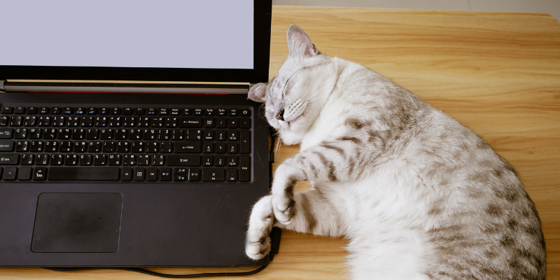 cat, computer, why are veterinarians so busy, pet health, pet emergency, pet wellness, veterinary, veterinary medicine, veterinary care, veterinarians, pet care, pets, pet owners, Animal Emergency & Referral Center of Minnesota, Twin Cities veterinary, Minnesota veterinary, Twin Cities emergency vet, Saint Paul emergency vet, Oakdale emergency vet