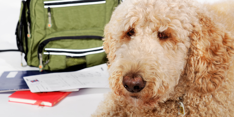 back to school supplies, pet toxins, pet health, pet safety, pet emergency, toxic school supplies, hazardous school supplies, school year, fall pet toxins, autumn pet toxins, Animal Emergency & Referral Center of Minnesota, Twin Cities emergency vet, Saint Paul emergency vet, Oakdale emergency vet