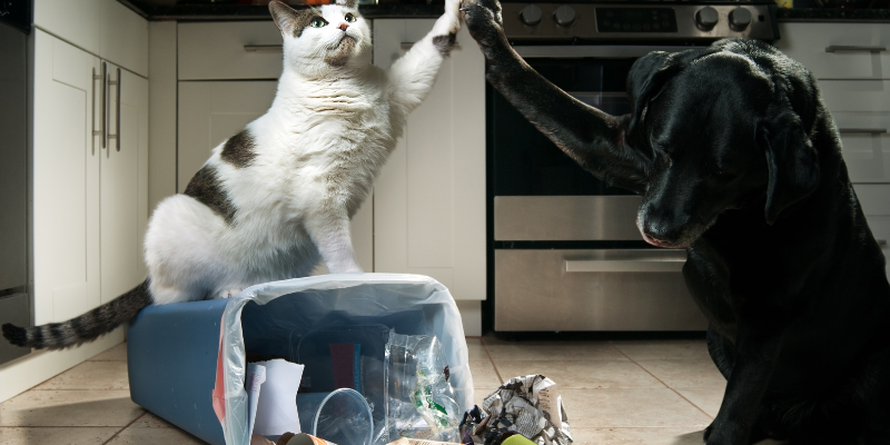 dog, cat, trash can, tremorgenic mycotoxin, moldy food, mold toxicity, tremorgenic mycotoxins, tremorgenic mycotoxin intoxication, pet health, pet toxins, pet dangers, pet hazards, emergency vet, ER vet, Animal Emergency & Referral Center of Minnesota, pet emergency, Twin Cities emergency vet, Saint Paul emergency vet, Oakdale emergency vet