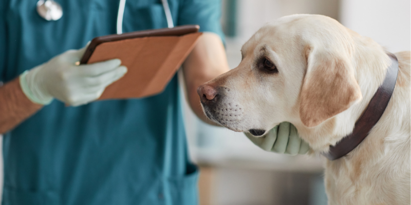 dog, exam, veterinary exam, tremorgenic mycotoxin, moldy food, mold toxicity, tremorgenic mycotoxins, tremorgenic mycotoxin intoxication, pet health, pet toxins, pet dangers, pet hazards, emergency vet, ER vet, Animal Emergency & Referral Center of Minnesota, pet emergency, Twin Cities emergency vet, Saint Paul emergency vet, Oakdale emergency vet