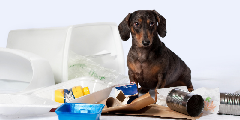 dog, trash can, tremorgenic mycotoxin, moldy food, mold toxicity, tremorgenic mycotoxins, tremorgenic mycotoxin intoxication, pet health, pet toxins, pet dangers, pet hazards, emergency vet, ER vet, Animal Emergency & Referral Center of Minnesota, pet emergency, Twin Cities emergency vet, Saint Paul emergency vet, Oakdale emergency vet