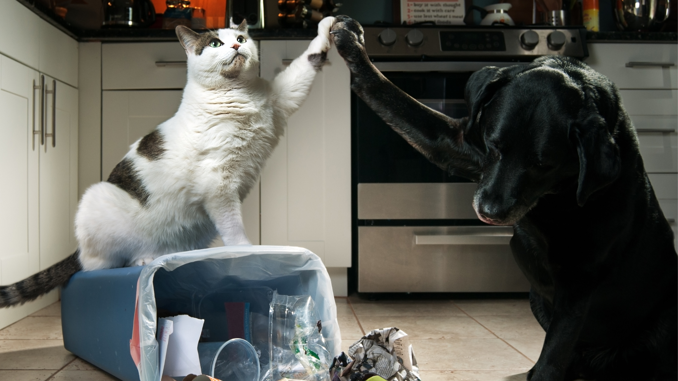 Tremorgenic Mycotoxin Intoxication in Pets