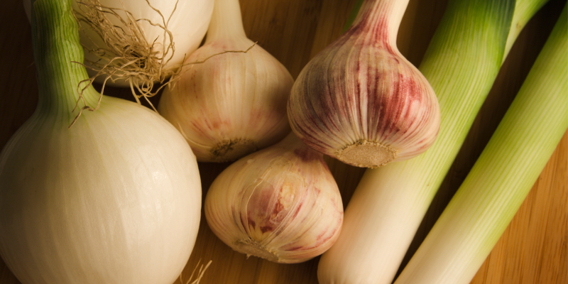 Allium poisoning in pets, Allium poisoning in cats, Allium poisoning in dogs, Allium toxicity, garlic, leeks, onions, chives, garlic poisoning in pets, onion poisoning in pets, leek poisoning in pets, chive poisoning in pets, pet emergency, anemia, anemia in pets, Twin Cities emergency vet, Minnesota emergency vet, Oakdale emergency vet, Saint Paul emergency vet, Animal Emergency & Referral Center of Minnesota