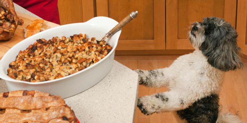 dog, counter surfing, stuffing, Allium poisoning in pets, Allium poisoning in cats, Allium poisoning in dogs, Allium toxicity, garlic, leeks, onions, chives, garlic poisoning in pets, onion poisoning in pets, leek poisoning in pets, chive poisoning in pets, pet emergency, anemia, anemia in pets, Twin Cities emergency vet, Minnesota emergency vet, Oakdale emergency vet, Saint Paul emergency vet, Animal Emergency & Referral Center of Minnesota