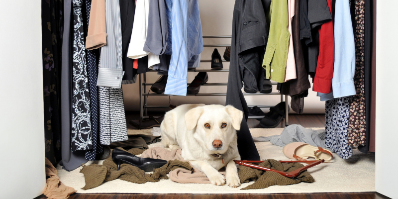 mothballs, mothball toxicity in pets, pet health, pet toxins, autumn pet toxins, fall pet toxins, Naphthalene, Paradichlorobenzene, Camphor, pet emergency, Twin Cities emergency vet, Saint Paul emergency vet, Oakdale emergency vet, Animal Emergency & Referral Center of Minnesota