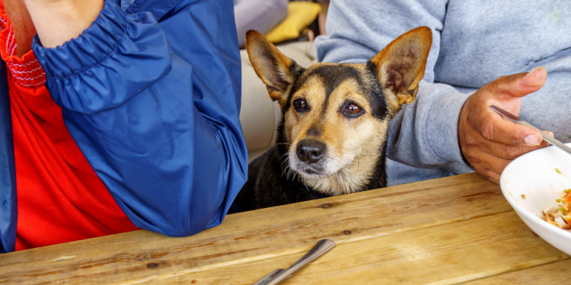 dog, table, Allium poisoning in pets, Allium poisoning in cats, Allium poisoning in dogs, Allium toxicity, garlic, leeks, onions, chives, garlic poisoning in pets, onion poisoning in pets, leek poisoning in pets, chive poisoning in pets, pet emergency, anemia, anemia in pets, Twin Cities emergency vet, Minnesota emergency vet, Oakdale emergency vet, Saint Paul emergency vet, Animal Emergency & Referral Center of Minnesota
