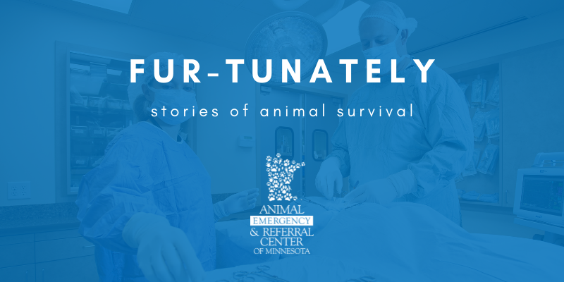 Fur-Tunately, Stories of Animal Survival, Animal Emergency & Referral Center of Minnesota, Twin Cities emergency vet, Saint Paul emergency vet, Oakdale emergency vet, Minnesota emergency vet, emergency veterinary care