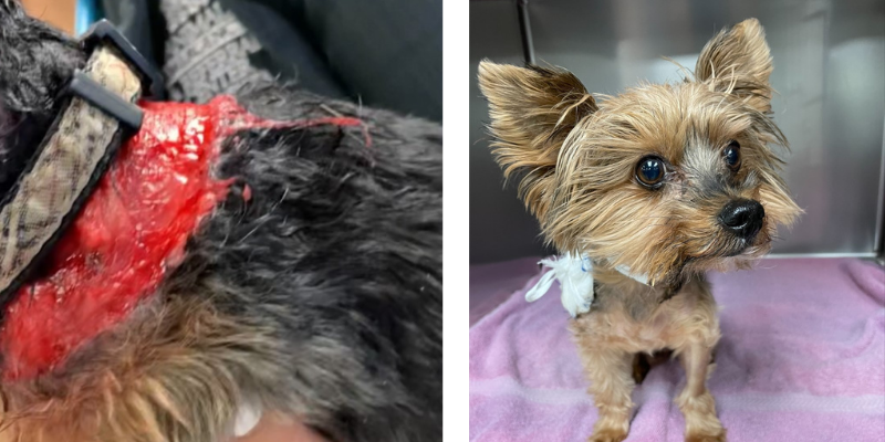 Yorkie, dog bite, dog attack, lacerations, small dog attacked, Fur-Tunately, Stories of Animal Survival, Animal Emergency & Referral Center of Minnesota, Twin Cities emergency vet, Saint Paul emergency vet, Oakdale emergency vet, Minnesota emergency vet, emergency veterinary care
