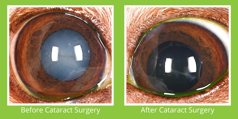 cataract before and after, veterinary cataract surgery before and after, cataract surgery, veterinary cataract surgery, ophthalmology, veterinary ophthalmology, board-certified veterinary ophthalmologist, eye surgery, veterinary eye surgery, pet eye disease, pet cataracts, dog cataracts, cat cataracts, AERC Ophthalmology Service, Twin Cities veterinary ophthalmologist, Saint Paul veterinary ophthalmologist, Minneapolis veterinary ophthalmologist, Minnesota veterinary ophthalmologist, Midwest veterinary ophthalmologist, specialty vet, Minnesota veterinary referral center, specialty veterinary medicine, Animal Emergency & Referral Center of Minnesota, Dr. Rogen, cataracts