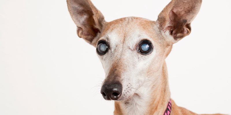 dog, cataracts, cataract formation, cataract surgery, veterinary cataract surgery, ophthalmology, veterinary ophthalmology, board-certified veterinary ophthalmologist, eye surgery, veterinary eye surgery, pet eye disease, pet cataracts, dog cataracts, cat cataracts, AERC Ophthalmology Service, Twin Cities veterinary ophthalmologist, Saint Paul veterinary ophthalmologist, Minneapolis veterinary ophthalmologist, Minnesota veterinary ophthalmologist, Midwest veterinary ophthalmologist, specialty vet, Minnesota veterinary referral center, specialty veterinary medicine, Animal Emergency & Referral Center of Minnesota, Dr. Rogen, cataracts