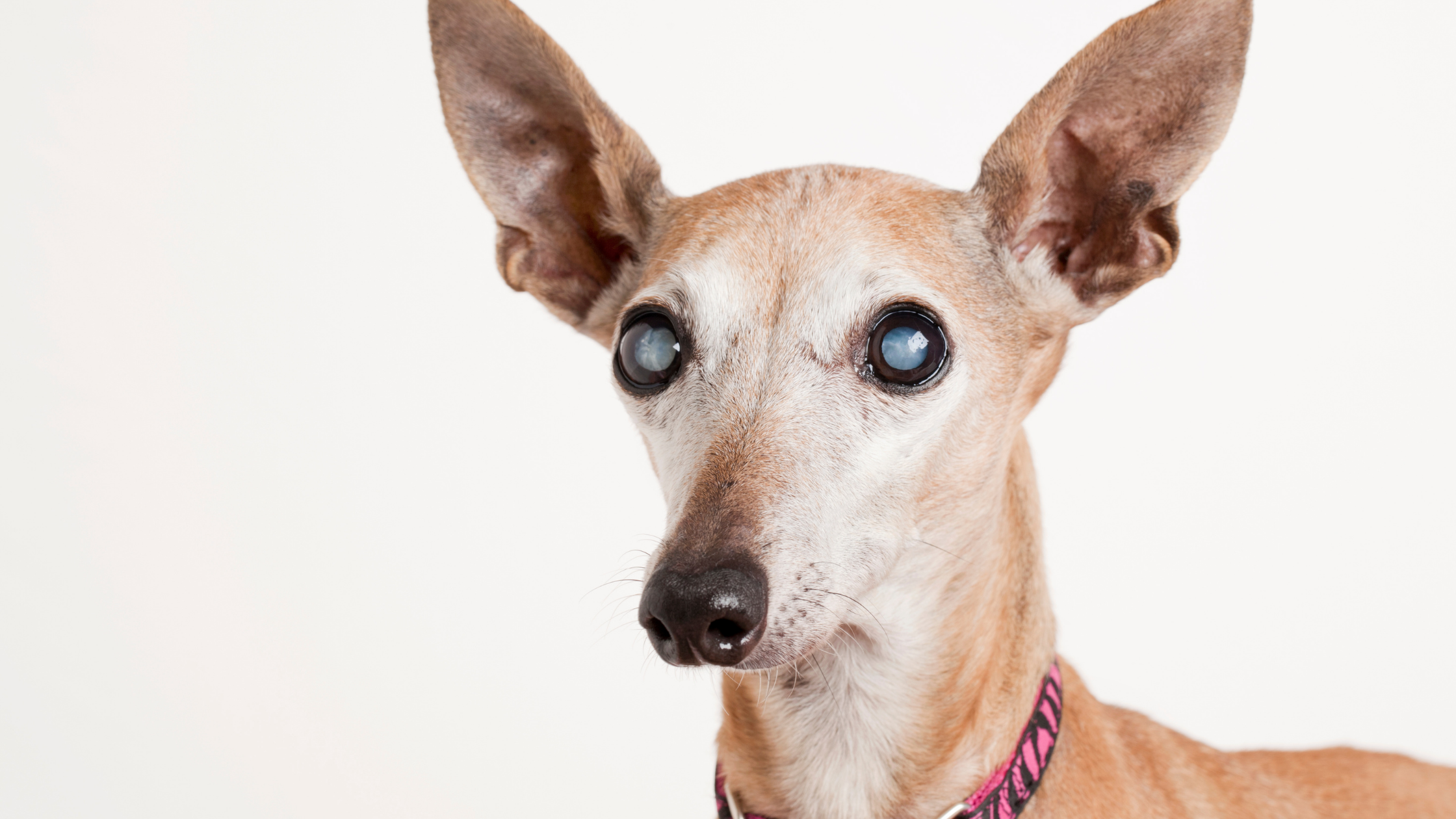 5 Steps of Your Pet’s Cataract Surgery | Veterinary Ophthalmology