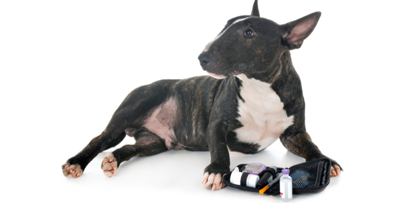 dog, diabetes, chronic illnesses, veterinary, managing pet's chronic illness, veterinary chronic illnesses, Animal Emergency & Referral Center of Minnesota