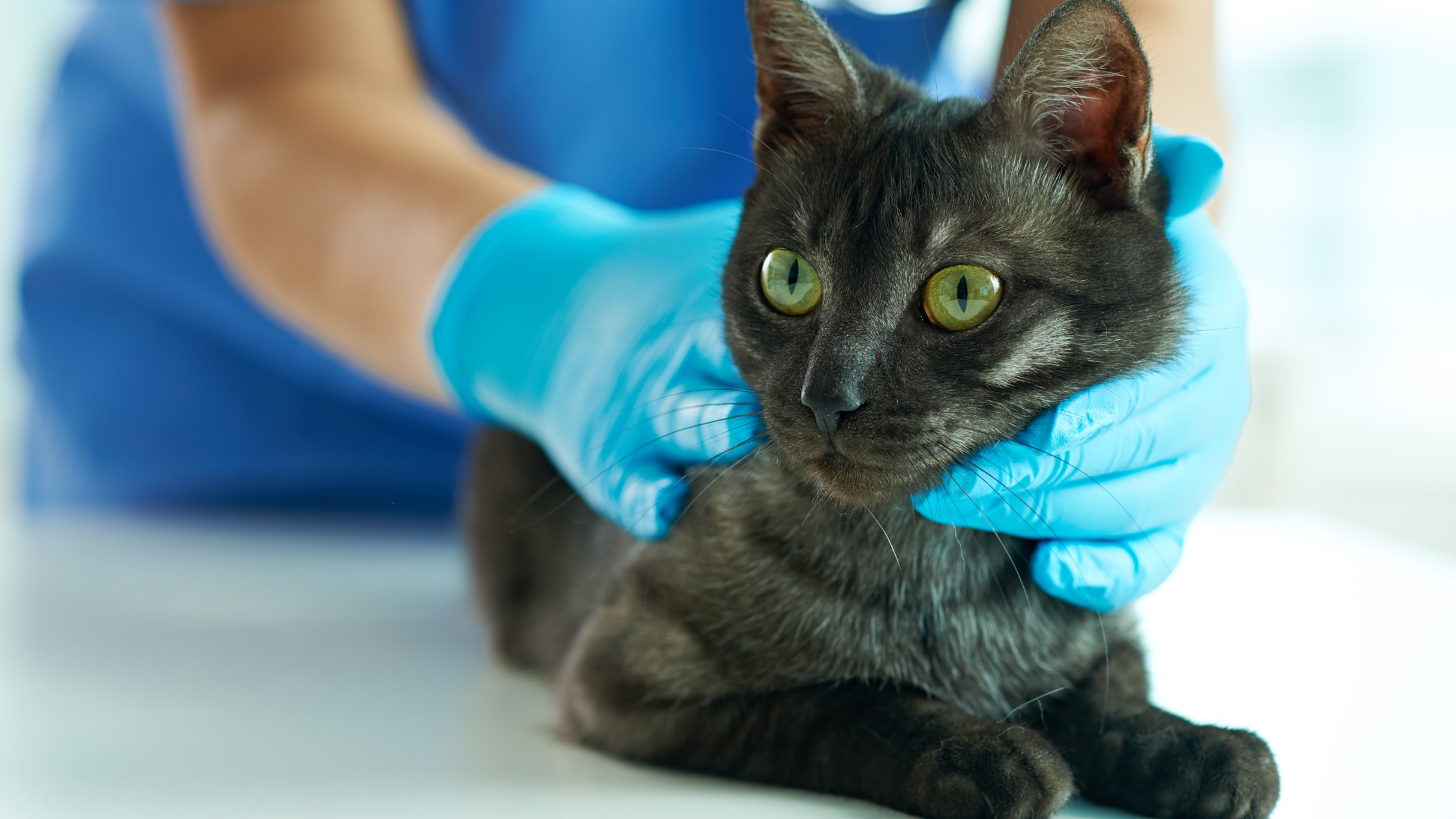 Tips for Managing a Pet with a Chronic Illness