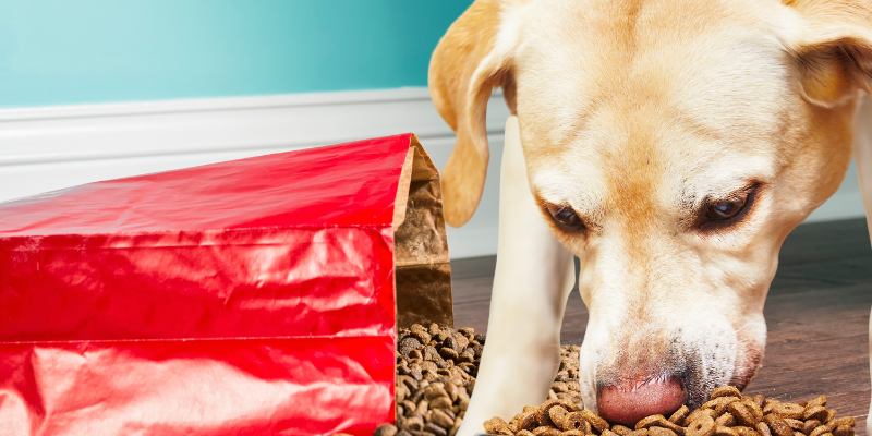 pet food, ripped food bag, food bloat, food bloat in pets, pet health, pet safety, emergency vet, er vet, Animal Emergency & Referral Center of Minnesota, my pet got into his food bag, pet emergency, Twin Cities emergency vet, Saint Paul emergency vet, Oakdale emergency vet, pet owners pet parents, pet emergency