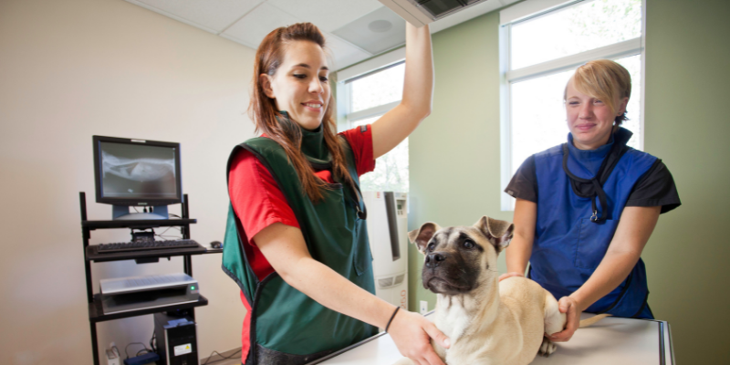 veterinary technician, exam, x-rays, food bloat, food bloat in pets, pet health, pet safety, emergency vet, er vet, Animal Emergency & Referral Center of Minnesota, my pet got into his food bag, pet emergency, Twin Cities emergency vet, Saint Paul emergency vet, Oakdale emergency vet, pet owners pet parents, pet emergency
