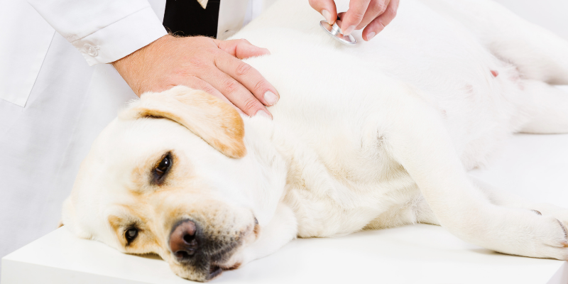 dog, sick dog, exam, food bloat, food bloat in pets, pet health, pet safety, emergency vet, er vet, Animal Emergency & Referral Center of Minnesota, my pet got into his food bag, pet emergency, Twin Cities emergency vet, Saint Paul emergency vet, Oakdale emergency vet, pet owners pet parents, pet emergency