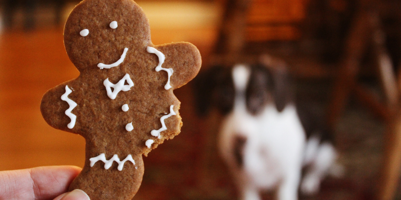 dog, gingerbread man, nutmeg, nutmeg toxicity, nutmeg toxicity in pets, nutmeg toxicity in dogs, nutmeg toxicity in cats, pet health, pet toxins, veterinary, veterinary medicine, Animal Emergency & Referral Center of Minnesota, Twin Cities emergency vet