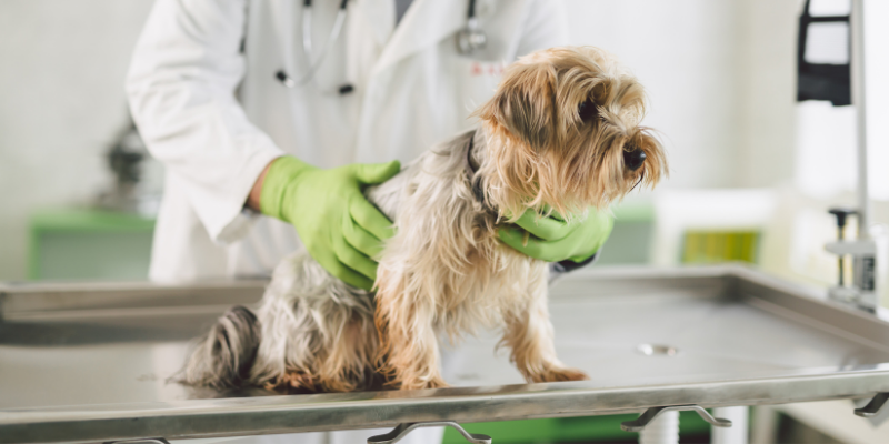 dog, veterinary exam, nutmeg, nutmeg toxicity, nutmeg toxicity in pets, nutmeg toxicity in dogs, nutmeg toxicity in cats, pet health, pet toxins, veterinary, veterinary medicine, Animal Emergency & Referral Center of Minnesota, Twin Cities emergency vet