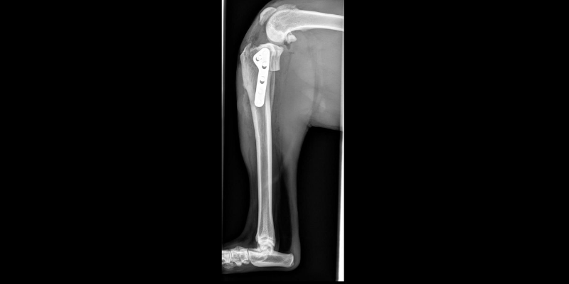 TPLO, pet surgeries, AERC Surgery Service, most common pet surgeries, board-certified veterinary surgeon, Animal Emergency & Referral Center of Minnesota, pet surgeon, Twin Cities pet surgeon, Minnesota pet surgeon, pet health, veterinary surgery