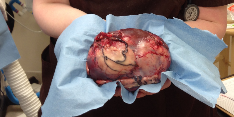 tumor, pet tumor removal, pet surgeries, AERC Surgery Service, most common pet surgeries, board-certified veterinary surgeon, Animal Emergency & Referral Center of Minnesota, pet surgeon, Twin Cities pet surgeon, Minnesota pet surgeon, pet health, veterinary surgery