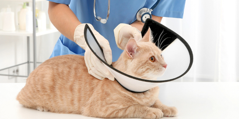 cat, e-collar, pet surgeries, AERC Surgery Service, most common pet surgeries, board-certified veterinary surgeon, Animal Emergency & Referral Center of Minnesota, pet surgeon, Twin Cities pet surgeon, Minnesota pet surgeon, pet health, veterinary surgery