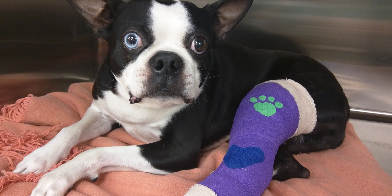 fracture repair, pet surgeries, AERC Surgery Service, most common pet surgeries, board-certified veterinary surgeon, Animal Emergency & Referral Center of Minnesota, pet surgeon, Twin Cities pet surgeon, Minnesota pet surgeon, pet health, veterinary surgery