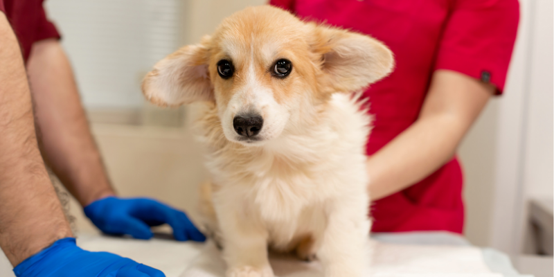 dog, exam, veterinary exam, Neurology, veterinary Neurology, board-certified veterinary neurologist, pet health, pets, Animal Emergency & Referral Center of Minnesota, Neurology Service, diagnosing neurologic problems in pets, neurologic symptoms, neurologic problems, veterinary neurology, neurology for pets