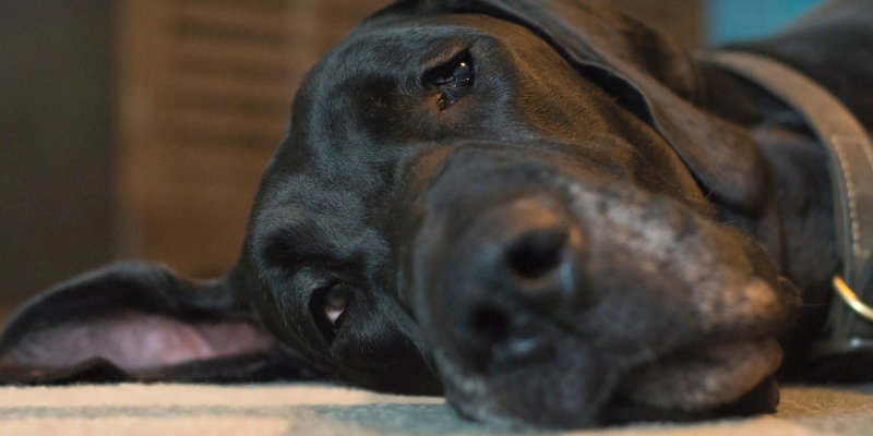 sick dog, Great Dane, Neurology, veterinary Neurology, board-certified veterinary neurologist, pet health, pets, Animal Emergency & Referral Center of Minnesota, Neurology Service, diagnosing neurologic problems in pets, neurologic symptoms, neurologic problems, veterinary neurology, neurology for pets