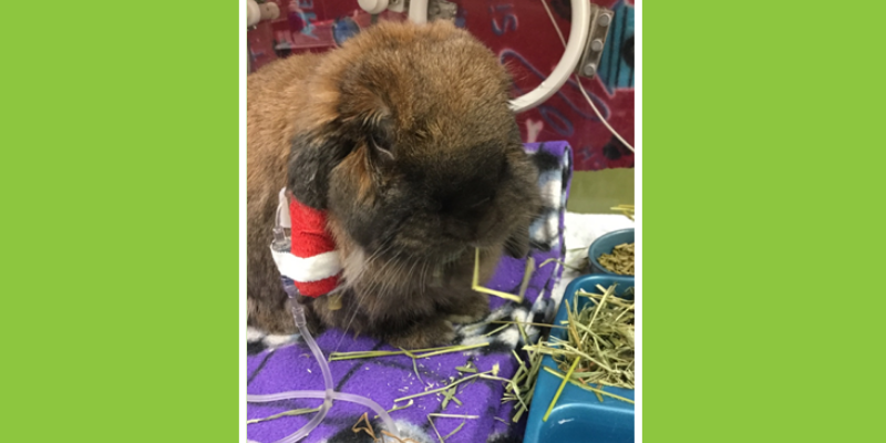 rabbit, rabbit emergency, pet emergency, Animal Emergency & Referral Center of Minnesota, Twin Cities emergency vet, rabbit health