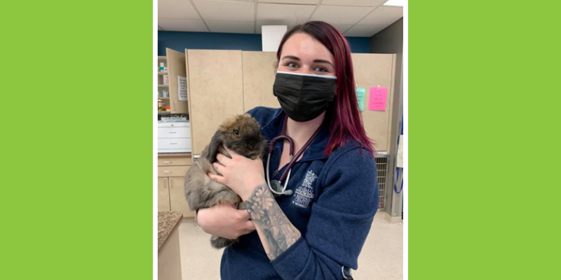 rabbit, rabbit emergency, pet emergency, Animal Emergency & Referral Center of Minnesota, Twin Cities emergency vet, rabbit health