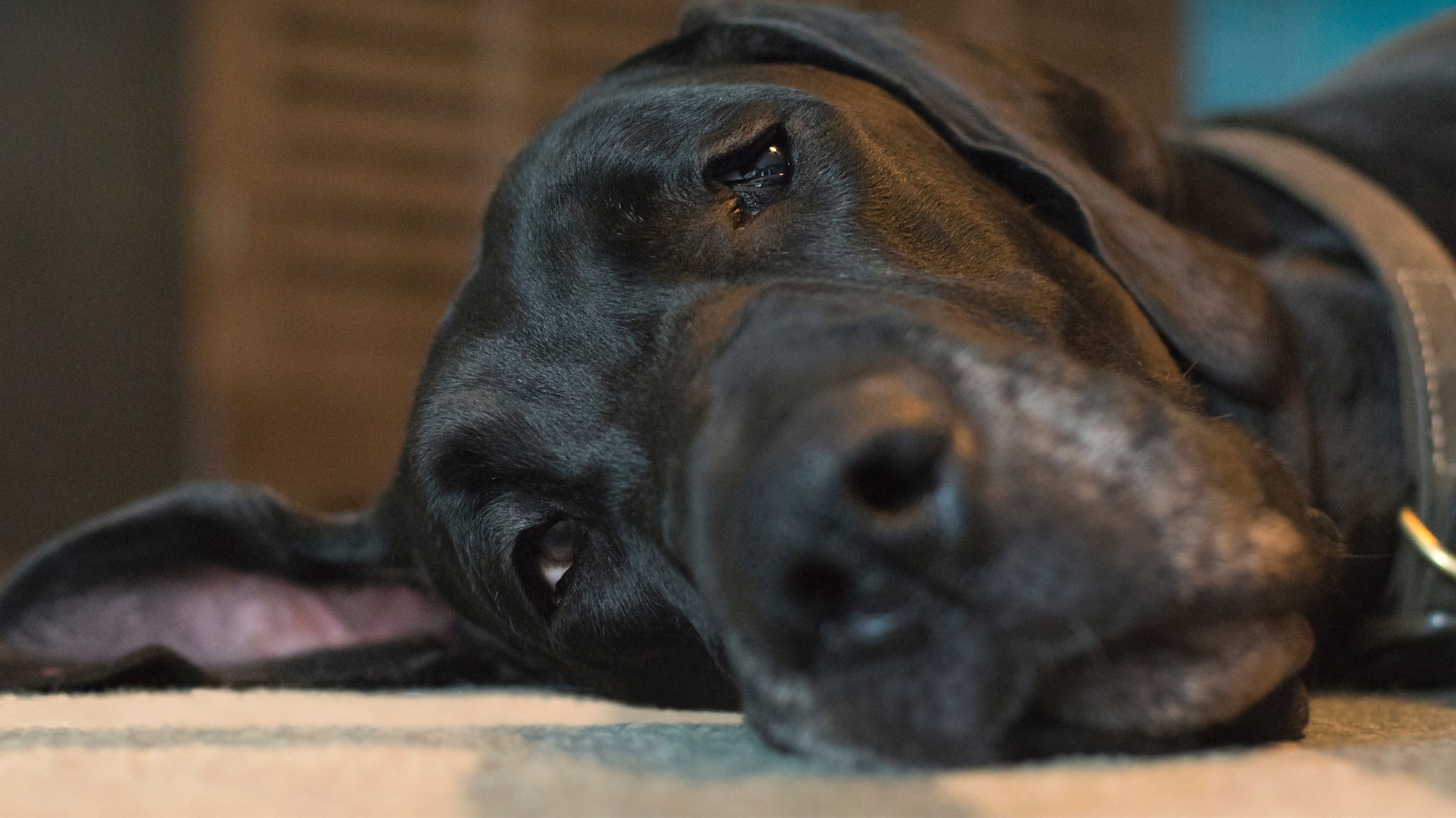 Neurological Problems in Pets: Steps to a Diagnosis