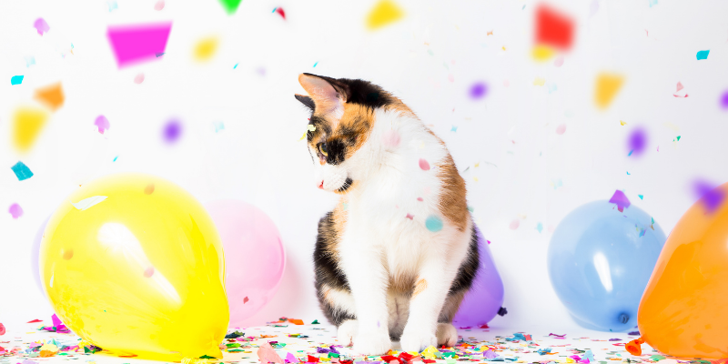 cat, balloon, streamers, New Year's Eve, New Year's Eve pet dangers, New Year's Eve pet hazards, holiday pet hazards, holiday pet dangers, New Year's Eve pet toxins, holiday pet toxins, pet health, emergency vet, Animal Emergency & Referral Center of Minnesota, Twin Cities emergency vet, Minnesota emergency vet