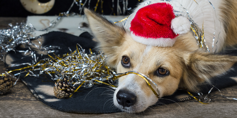 dog, party, streamers, New Year's Eve, New Year's Eve pet dangers, New Year's Eve pet hazards, holiday pet hazards, holiday pet dangers, New Year's Eve pet toxins, holiday pet toxins, pet health, emergency vet, Animal Emergency & Referral Center of Minnesota, Twin Cities emergency vet, Minnesota emergency vet