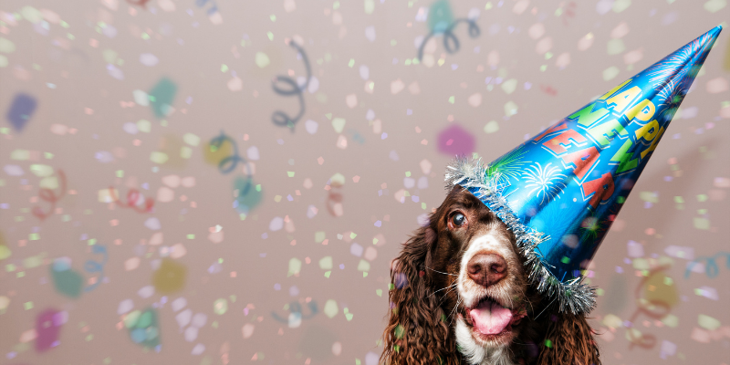 dog, party, New Year's Eve, New Year's Eve pet dangers, New Year's Eve pet hazards, holiday pet hazards, holiday pet dangers, New Year's Eve pet toxins, holiday pet toxins, pet health, emergency vet, Animal Emergency & Referral Center of Minnesota, Twin Cities emergency vet, Minnesota emergency vet