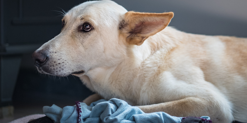 nervous dog, New Year's Eve, New Year's Eve pet dangers, New Year's Eve pet hazards, holiday pet hazards, holiday pet dangers, New Year's Eve pet toxins, holiday pet toxins, pet health, emergency vet, Animal Emergency & Referral Center of Minnesota, Twin Cities emergency vet, Minnesota emergency vet