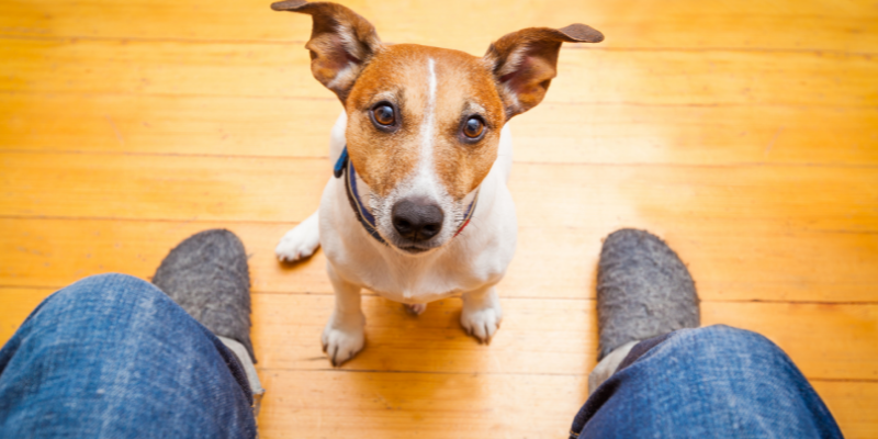 puppy eyes, hungry dog, New Year's Eve, New Year's Eve pet dangers, New Year's Eve pet hazards, holiday pet hazards, holiday pet dangers, New Year's Eve pet toxins, holiday pet toxins, pet health, emergency vet, Animal Emergency & Referral Center of Minnesota, Twin Cities emergency vet, Minnesota emergency vet