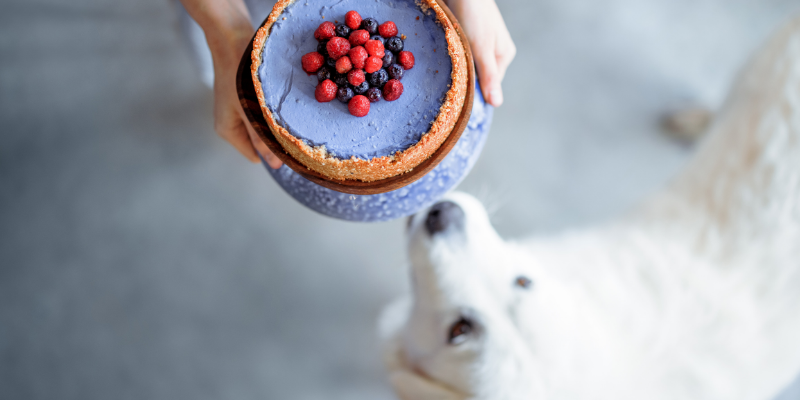 dog, xylitol, cheesecake, New Year's Eve, New Year's Eve pet dangers, New Year's Eve pet hazards, holiday pet hazards, holiday pet dangers, New Year's Eve pet toxins, holiday pet toxins, pet health, emergency vet, Animal Emergency & Referral Center of Minnesota, Twin Cities emergency vet, Minnesota emergency vet